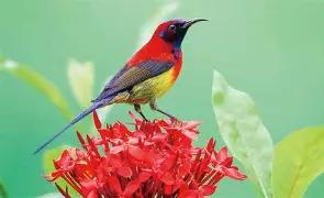 菜鸟蓝鸟今何有，成王台肯常立倡头